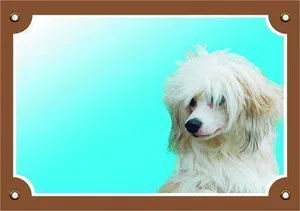 Farbschild Achtung Hund, Chinesischer Schopfhund
